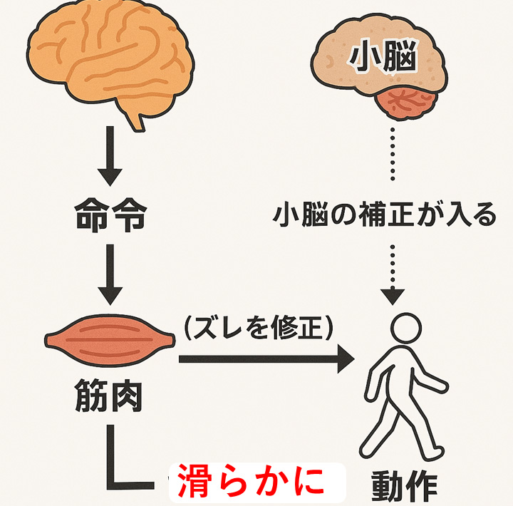 小脳梗塞を図解で理解する1